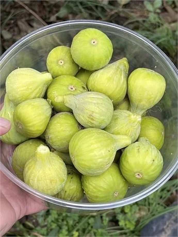 JH Adriatic Fig Cutting – Ficus carica Fruit Tree Cutting, Unrooted Fig with 3+ Nodes, Over 8 Inches Long