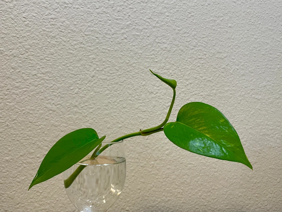 Green Pothos Cuttings – Set of 3 Unrooted Pieces – Epipremnum aureum Houseplant Starter