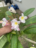 Orange Rainbow Plumeria Cuttings 6–12 Inch Unrooted Frangipani Flowering Tree Stems for Propagation