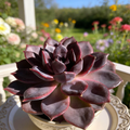 Echeveria Black Mamba Live Succulent Plant 2.5 Inch Pot Dark Rosette Succulent for Indoor or Outdoor