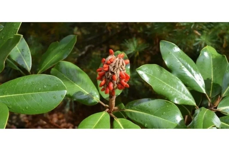 Southern Magnolia grandiflora – 8 Fresh Tree Cuttings for Rooting or Grafting – Evergreen Garden Tree Starter Material