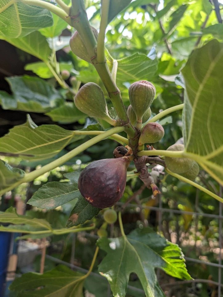 Black Mission Fig Tree Cuttings for Planting – 10 Unrooted Ficus carica Cuttings for Grafting or Rooting