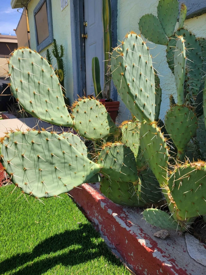 Engelmann’s Prickly Pear Cactus Cutting – Opuntia Engelmannii Live Cactus Pad for Planting