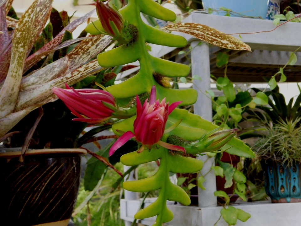 Zig Zag Cactus Cuttings – Cryptocereus (Selenicereus) anthonyanus – 2 Large Live Cuttings for Propagation