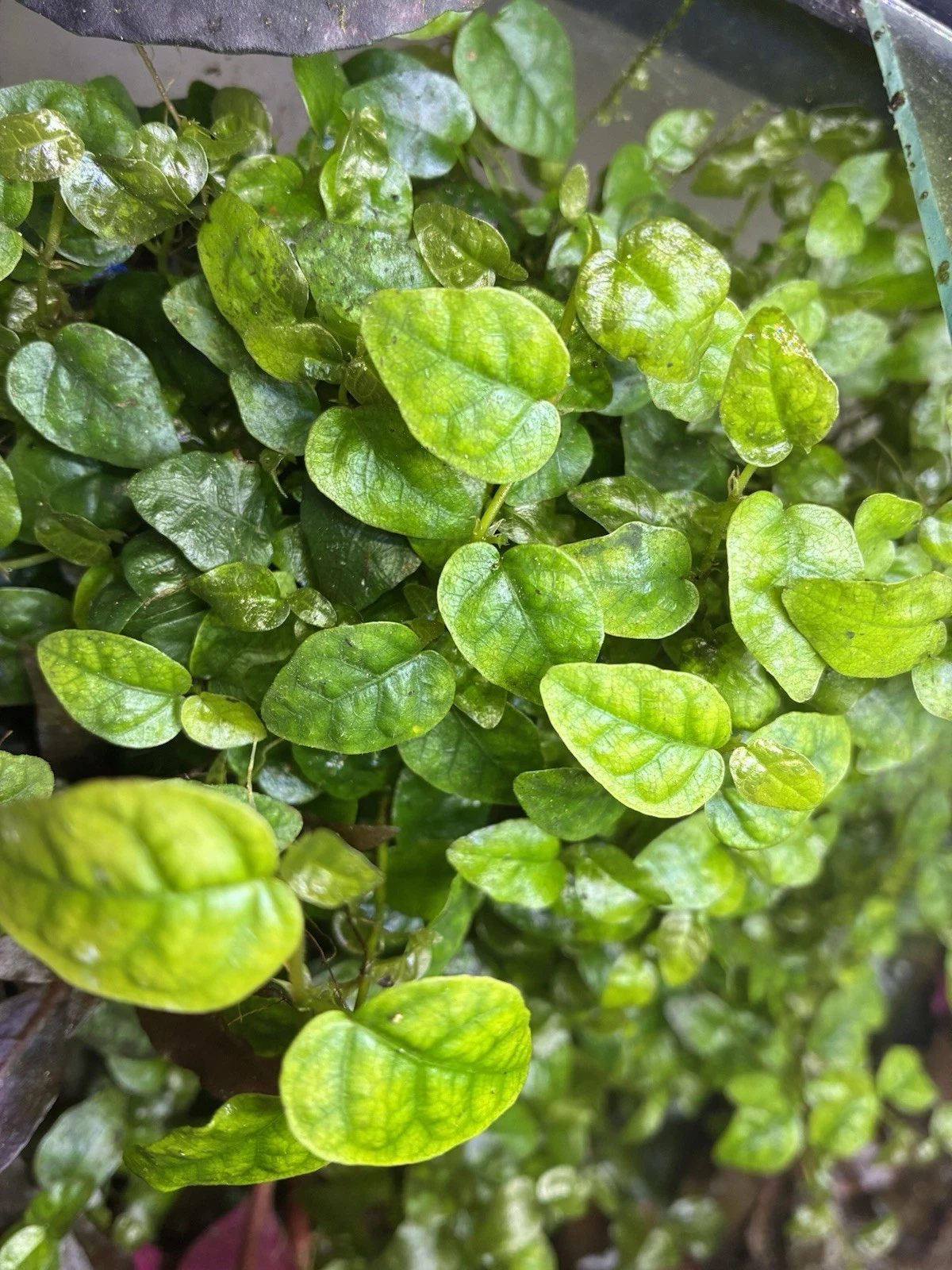 Ficus Pumila Cuttings – Creeping Fig Climbing Fig, 3 Live Unrooted Cuttings 4–6 Inch Indoor Vine Plant