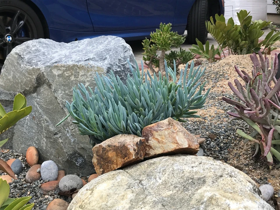 Blue Chalk Sticks Cuttings – Senecio Mandraliscae – 3 Live 5" Succulent Stems for Easy Propagation