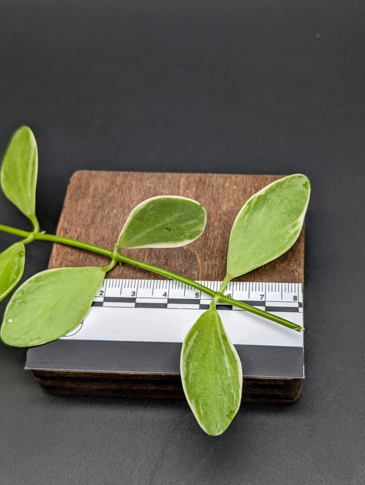 Dischidia Oiantha Variegata – One Unrooted Cutting – Trailing Variegated Houseplant Vine