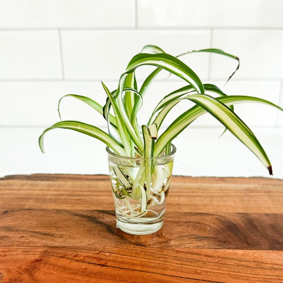 Fully Rooted Spider Plant Cuttings – Chlorophytum comosum Live Plants, Ready to Plant Indoor Houseplant