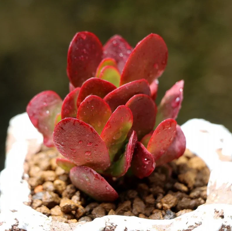Crassula Clavata Succulent Live Plant – 4 Inch Bare Root Crassula for Container or Garden Planting
