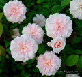Cecile Brunner Antique Rose Cuttings – 15 Unrooted Rose Cuttings for Propagation and Garden Growing