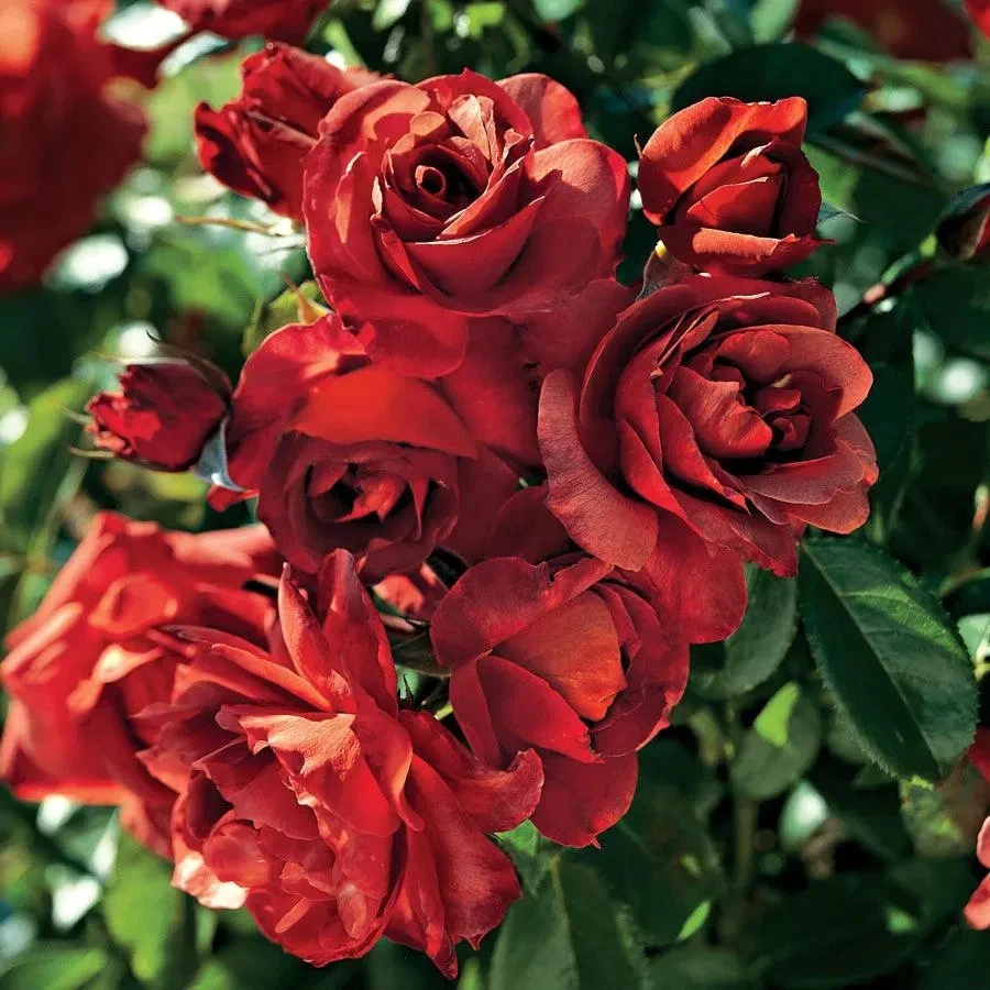 Hot Cocoa Rose Cuttings – 3 Unrooted Rose Cuttings for Rooting or Grafting – Rosa Hybrid