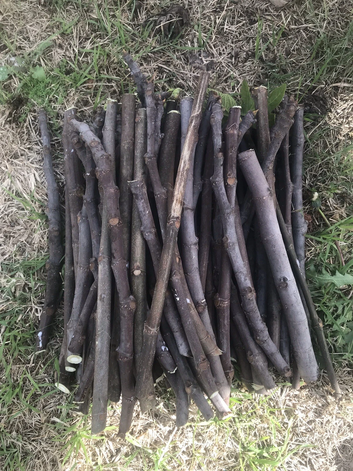 Fig Tree Cuttings for Planting – 6 Unrooted Organic Stems, Sweet Fruit Fig Propagation