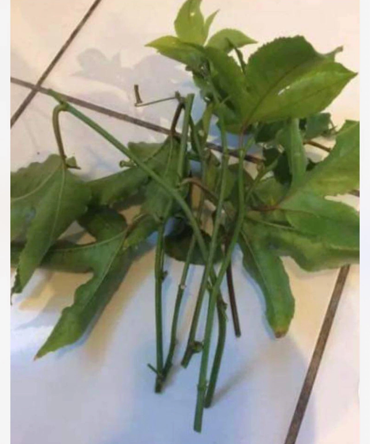 Passion Fruit Vine Cuttings for Planting – 10 Fresh Passiflora Edulis Stems, 8–10 Inch Unrooted Cuttings