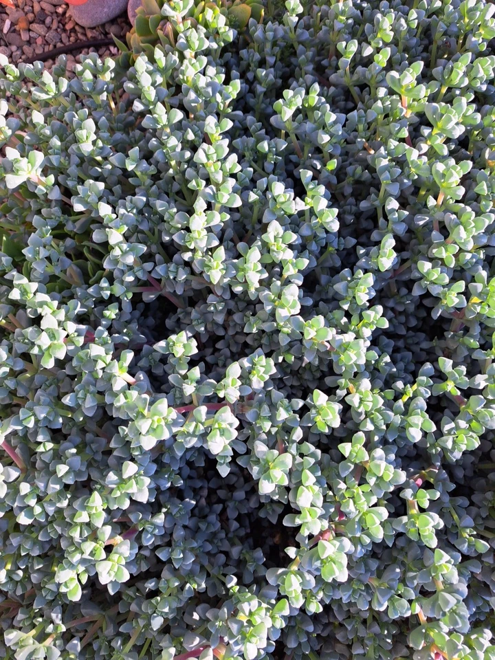 Oscularia Deltoides Ice Plant – Deltoid Dew Plant Succulent – 10 Fresh Cuttings for Propagation