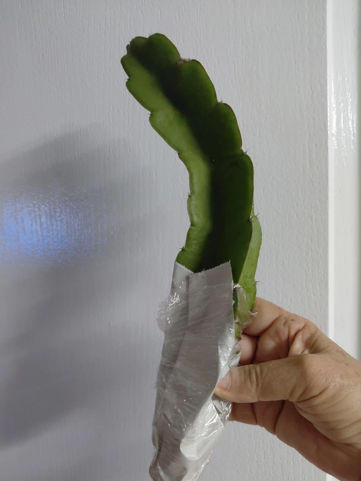 Dragon Fruit Cactus Vine Cutting, Hylocereus undatus 8 Inch Live Cutting
