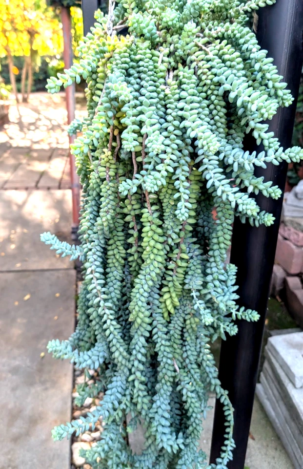 Donkey’s Tail Succulent Cuttings for Planting – 8 Unrooted Sedum morganianum Stems 3–4 Inches