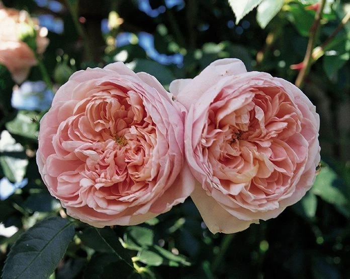 Colette Climbing Rose Cuttings – 6 Live Unrooted Rosa Cuttings for Propagation and Garden Planting
