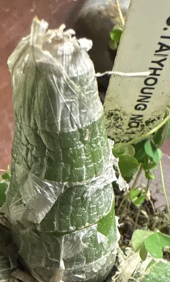 Cyc. Taiyhoung No.1 Orchid Plant – Yellow Rooted Bulb Bare Root Live Orchid, No Pot