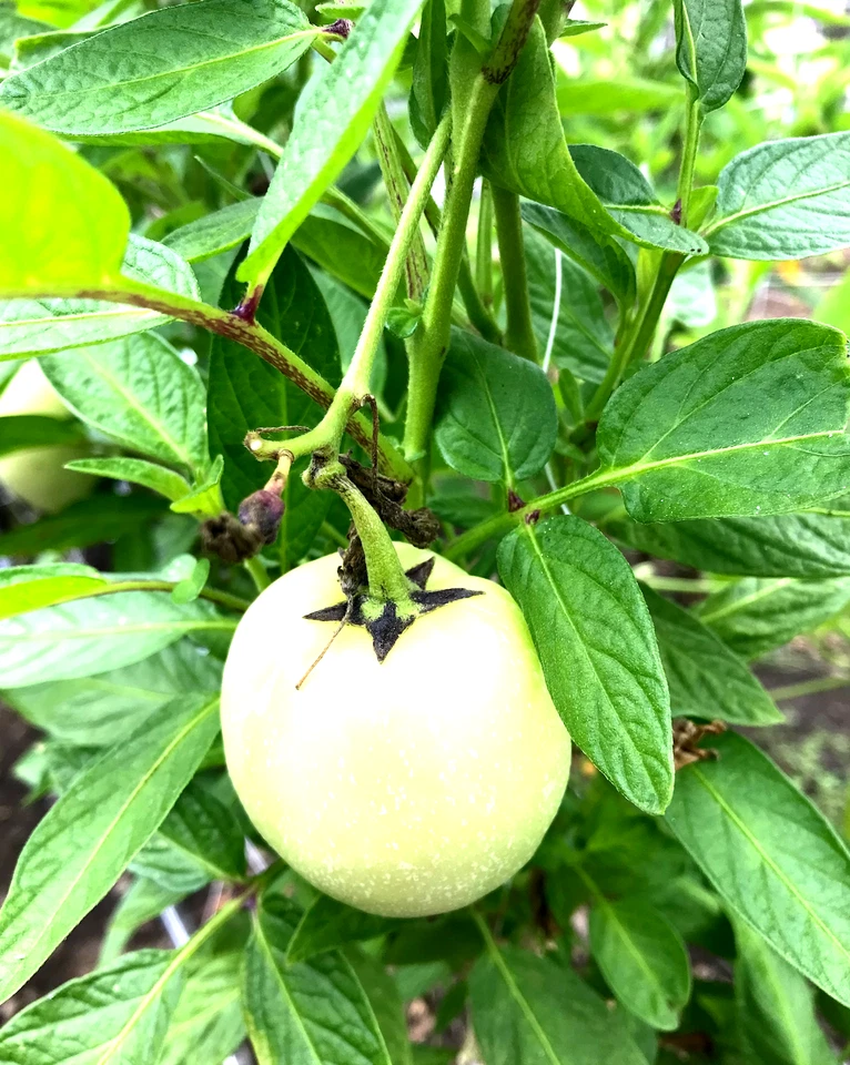 Pepino Melon ‘Vista’ Cuttings – 6 Live Rooted Cuttings, Solanum muricatum, Sweet Cucumber Melon Plant