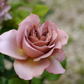 Cafe Latte Rose Cuttings Unrooted, Rare Rose Plant Cuttings for Rooting or Grafting, Garden Rose Propagation Set of 3