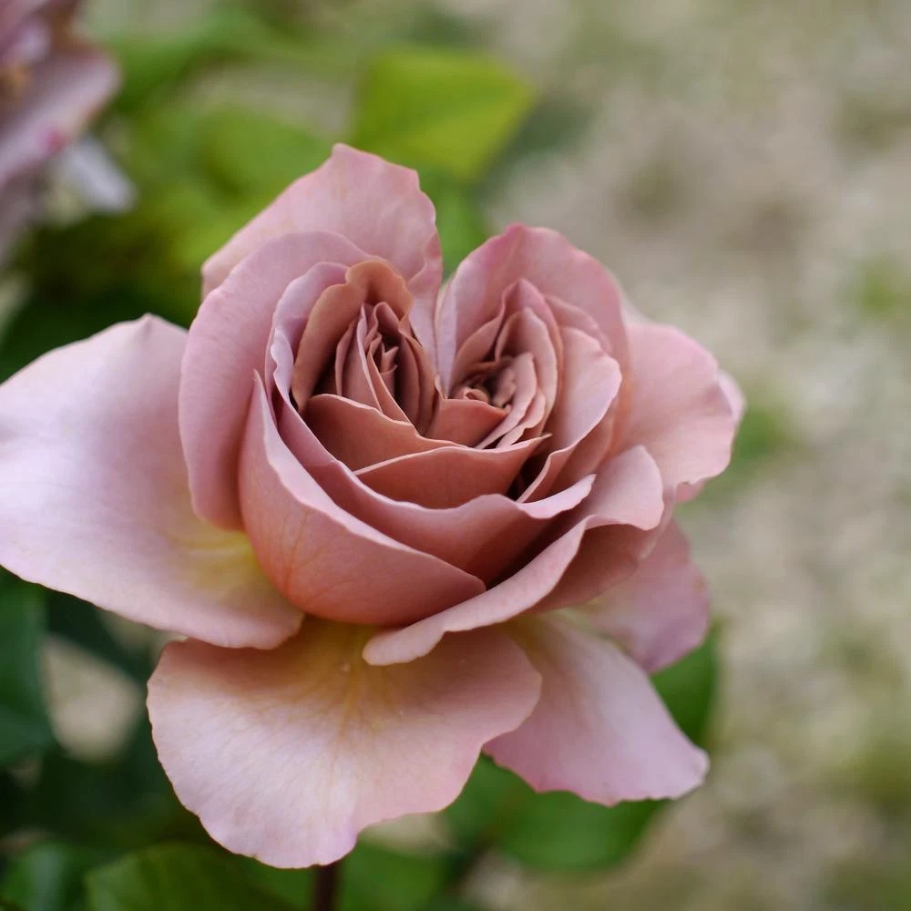 Cafe Latte Rose Cuttings Unrooted, Rare Rose Plant Cuttings for Rooting or Grafting, Garden Rose Propagation Set of 3