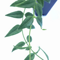 Hoya Bella Cutting Live, One Stem Houseplant Cutting for Propagation Indoor Vine Plant