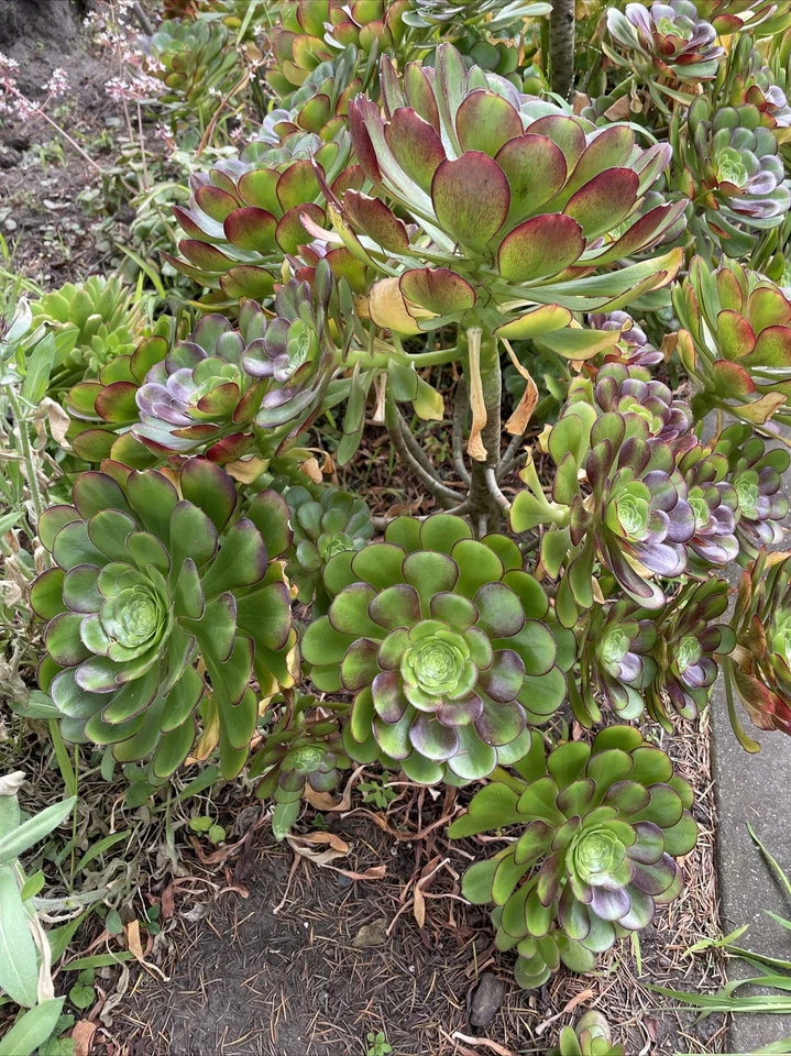 Big Rose Aeonium Cuttings – 4 Large 6–8 Inch Rosettes with Red Tips – Live Succulent Salad Bowl Type