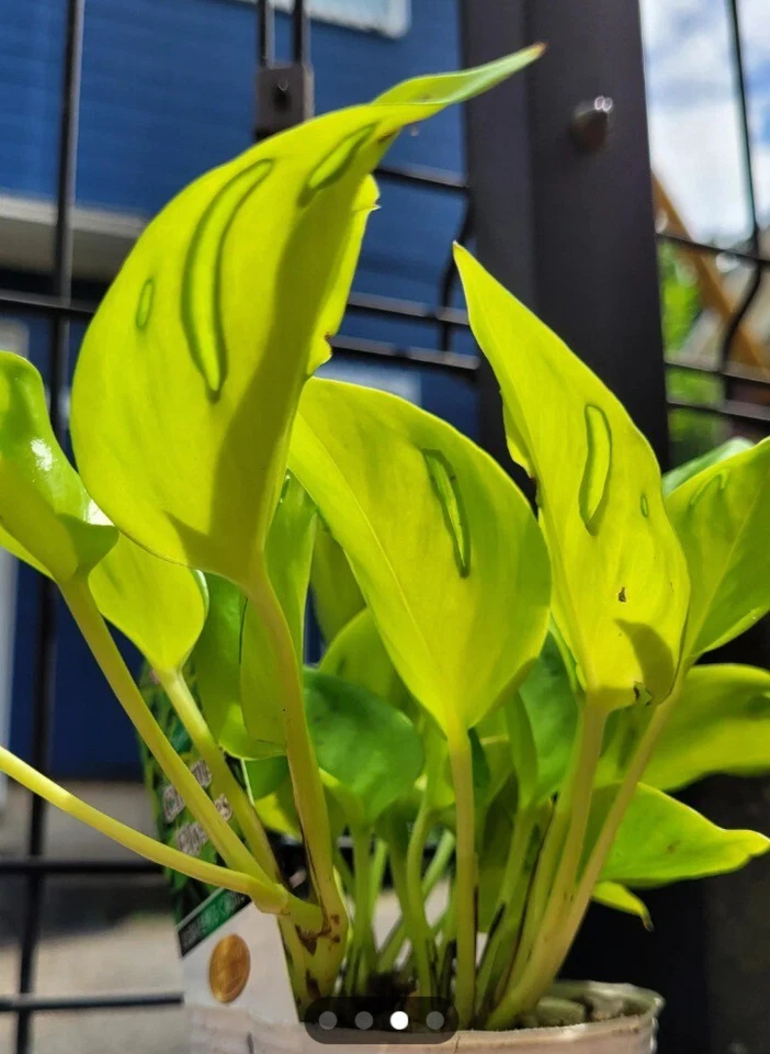 Teruno Champs Elysees Pothos Cuttings – 3 Unrooted Epipremnum Aureum Cuttings, Variegated Houseplant