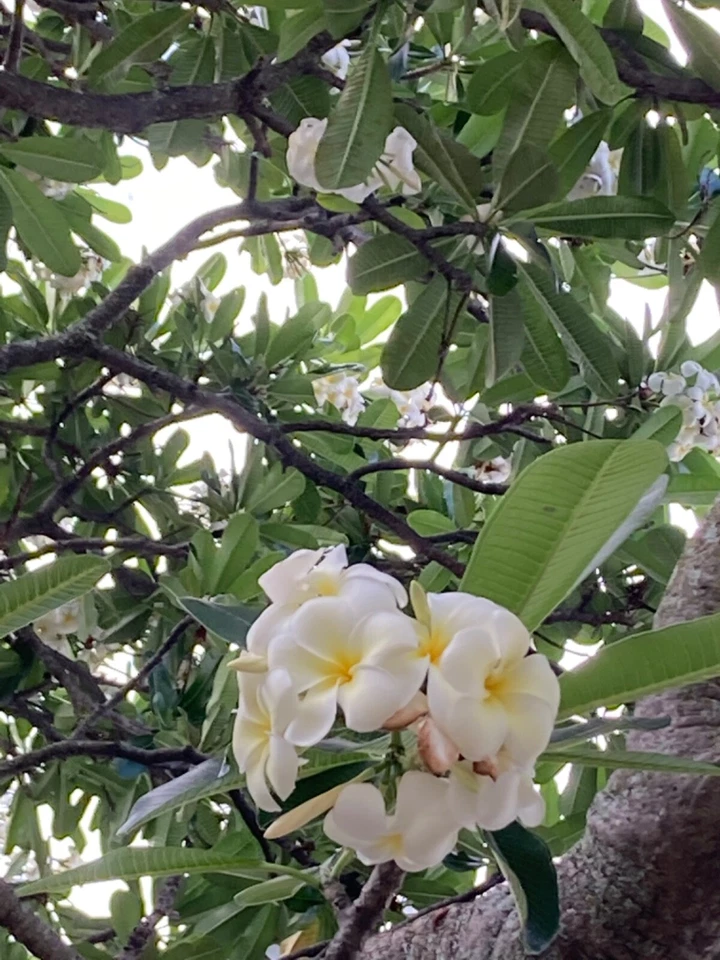 Singapore Plumeria White Yellow – 2 Hawaiian Frangipani Cuttings, Plumeria Rubra Starter Stems for Rooting