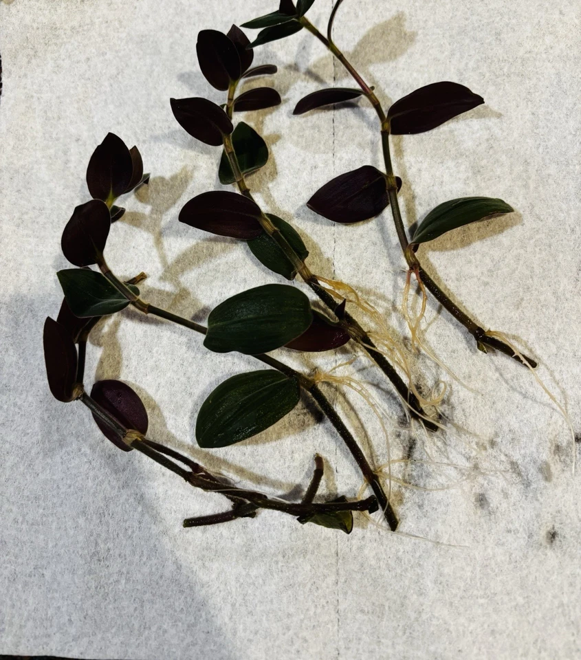 Wandering Jew Houseplant Rooted Cuttings – 4 Live Tradescantia Zebrina Cuttings 6 Inches Long, Purple Trailing Plant