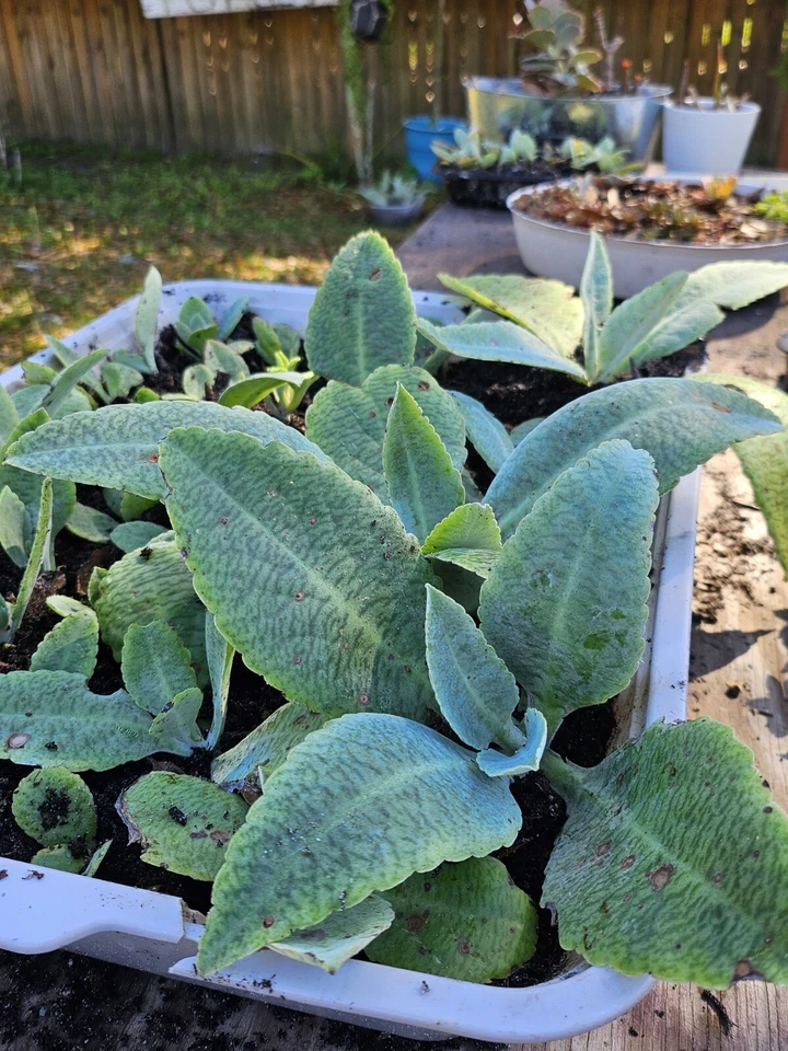 Donkey Ear Kalanchoe Live Plant – Rooted Kalanchoe Gastonis-Bonnieri Succulent, 4 to 10 Inch Potted Plant