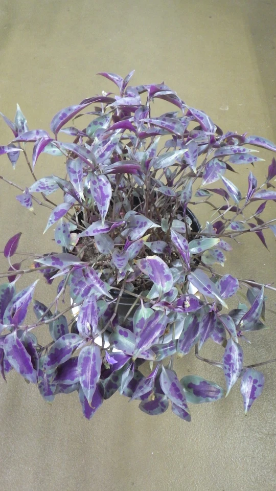 Tinantia pringlei “Mexican Speckled” Houseplant Cuttings – Wandering Jew Type Live Plant Starts, Fresh Unrooted Cuts