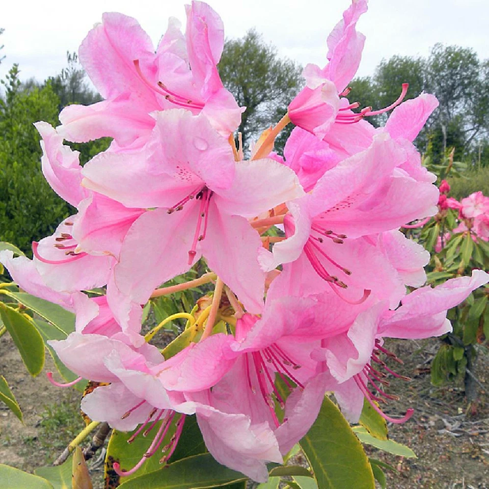 Pink Pearl Azalea Starter Plant – Live Rhododendron Cutting Size Plant with Iridescent Pink Blooms – Deciduous Variety