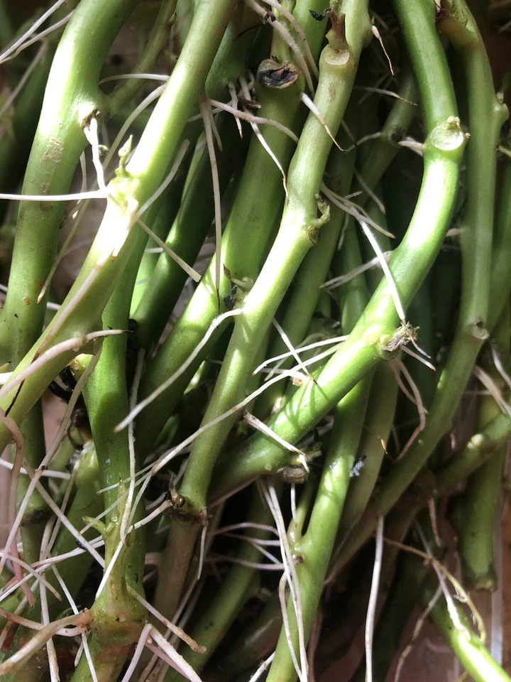 White Sweet Potato Slips – 20 Cutting Vines Ready to Plant – Ipomoea Batatas Starter Plants