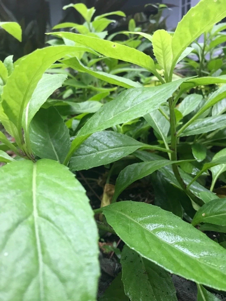 Gynura procumbens Cuttings – 11 Fresh 6" Edible Green Vegetable Starter Stems for Growing Perennial Garden Plants