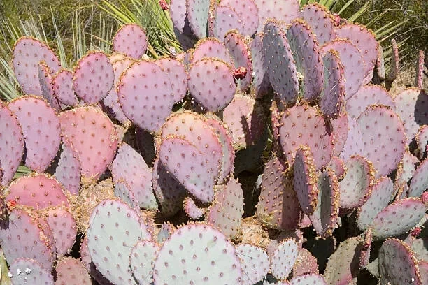 Opuntia Durazilla Cactus Pad – 1 Purple Prickly Pear Cutting, Live Nopal Starter Pad for Planting & Desert Gardens