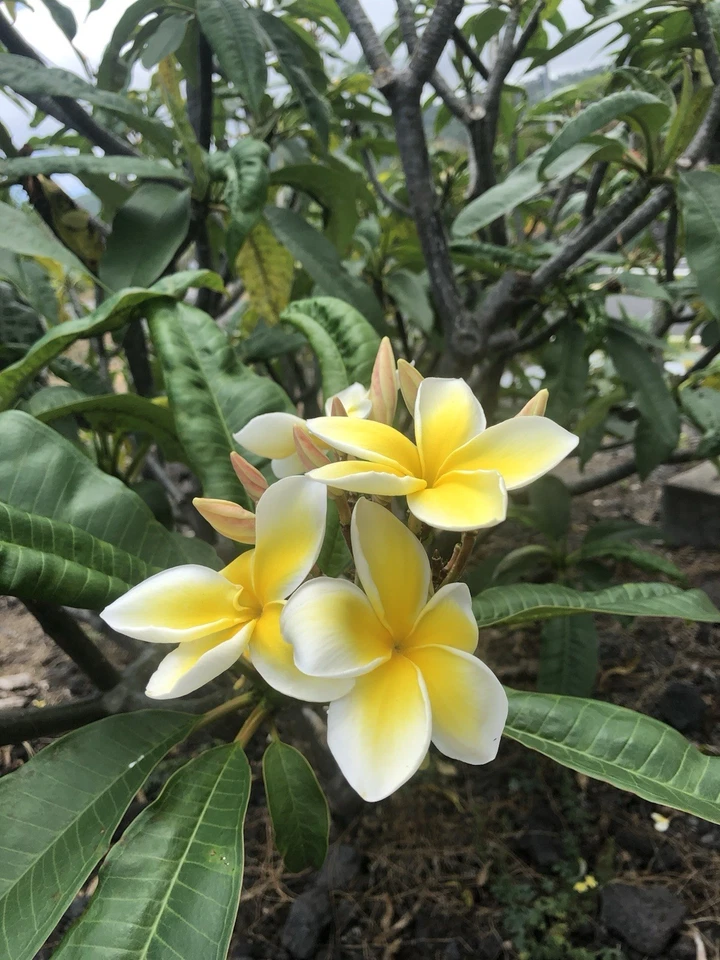 Yellow Plumeria Cutting – 10" Rooted Hawaiian Frangipani Single-Head Stem for Planting
