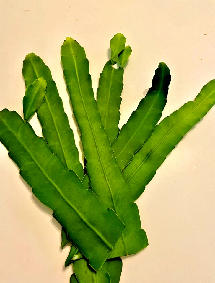 Night Blooming Cereus Cuttings – 6 Unrooted White Bloom Cactus Stems, 10–12 Inches for Propagation