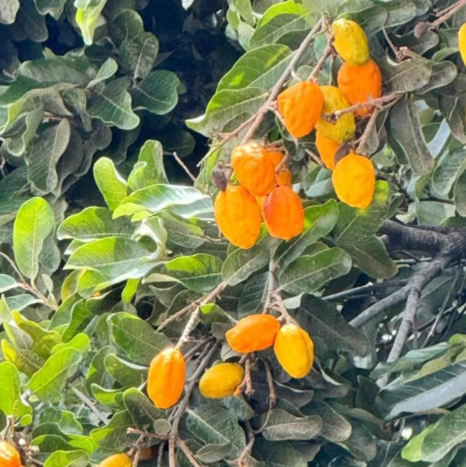 Olosapo Cutting – Couepia polyandra Fresh 6+ Inch Unrooted Stem Cutting from Mother Tree for Growing