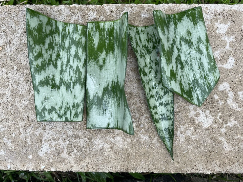 Sansevieria Snake Plant Leaf Cuttings – 9 Starter Cuttings, Hawaii Grown, Unrooted Houseplant Propagation