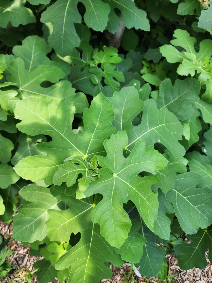 Smith Fig Cuttings – 5 Ficus carica ‘Smith’ Scions for Rooting or Grafting, Fig Tree Propagation