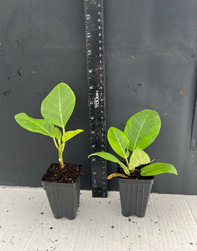 Yellow Gem Rubber Tree Ficus elastica Rooted Starter Plant, Variegated Indoor Houseplant for Containers
