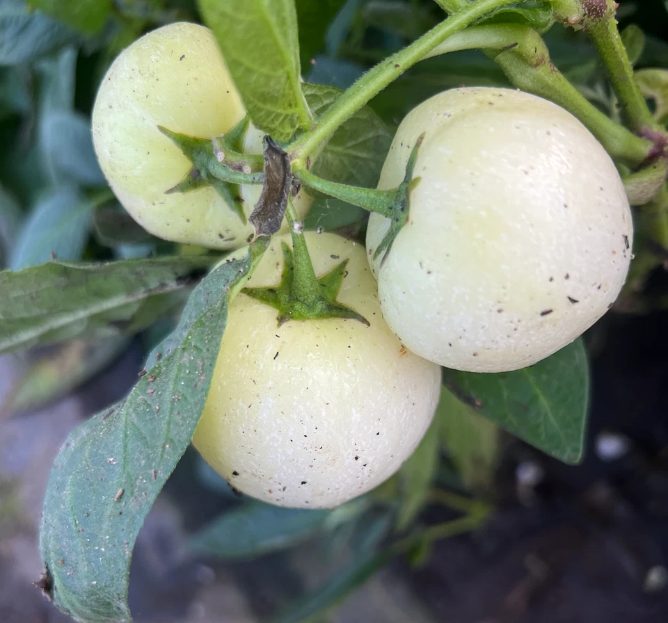 Pepino Melon Cuttings – 12 Live Cuttings, Solanum Muricatum Vista Zebra Stripy Purple Varieties for Planting
