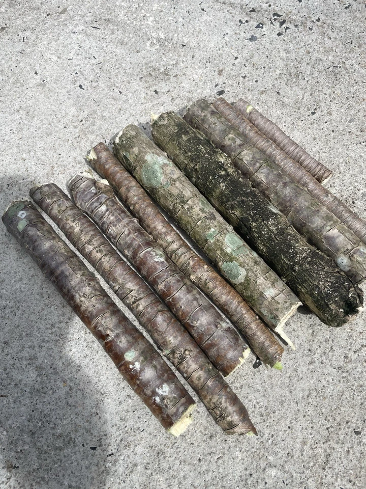 Green Ti Leaf Cuttings – 2 Hawaii-Grown Manoa Logs 6–7" for Rooting – Cordyline fruticosa Starter Plants