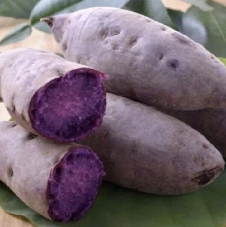 Purple Sweet Potato Slips – 10 Live Cuttings for Planting, Ipomoea Batatas Starter Plants