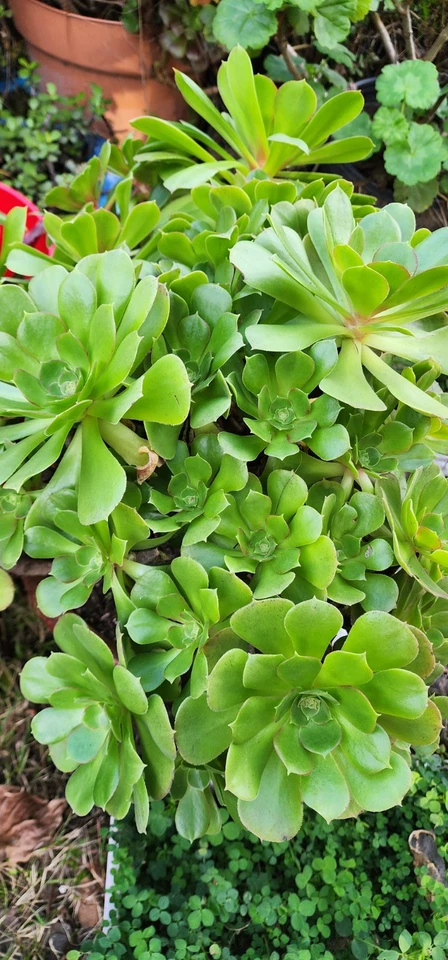 Aeonium Arboreum Succulent Cuttings for Planting – 2 Fresh Unrooted Aeonium Rosette Stems