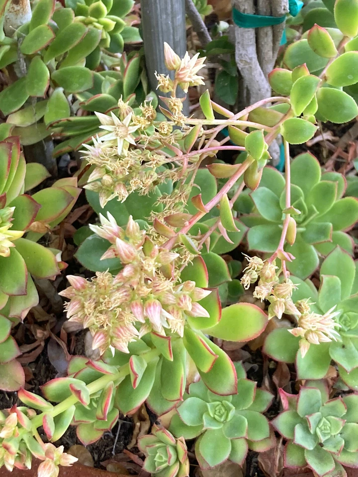Aeonium Haworthii ‘Kiwi’ Succulent Cuttings – 2 Rosettes 3–5 Inch – Tricolor Cactus Rose Plant
