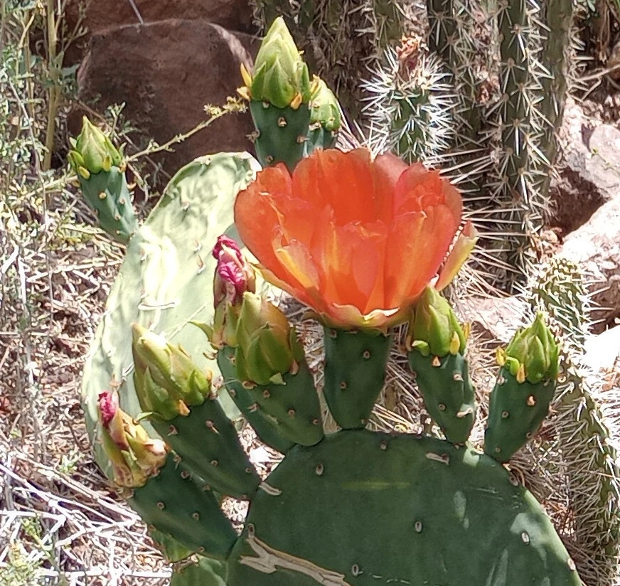 Opuntia Orange Julius Spineless Cactus Pad for Planting – Large Unrooted Pad with Orange Flowers