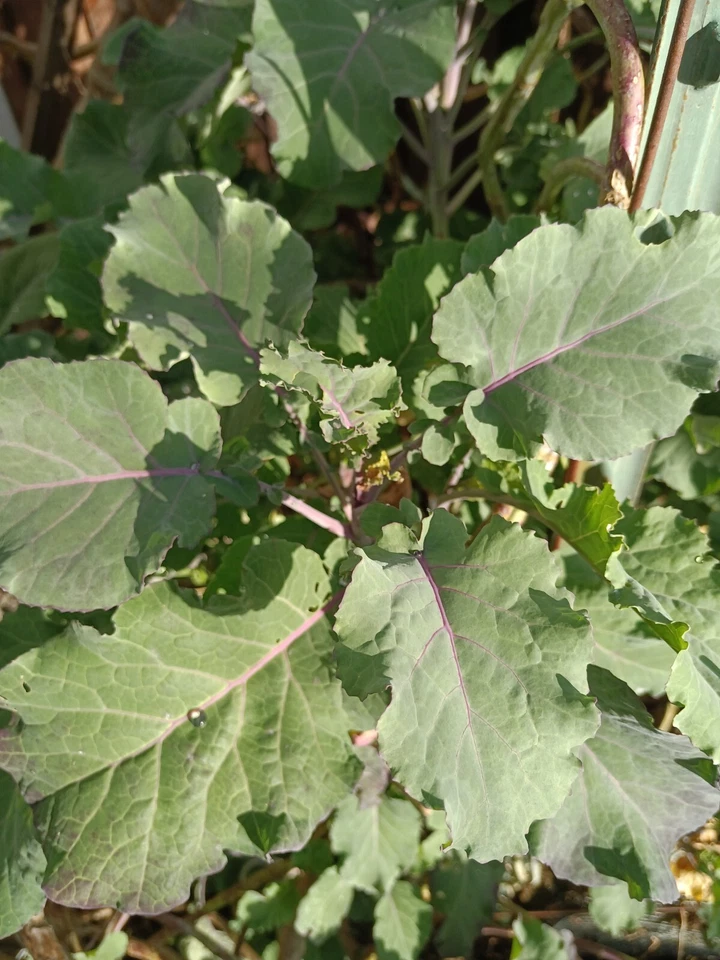Perennial Purple Tree Kale Cuttings – 2 Brassica oleracea acephala Live Stems for Planting or Propagation