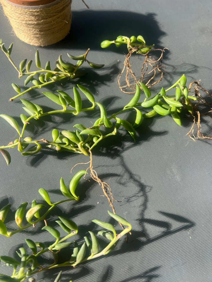String of Bananas Succulent Cuttings Live, Curio Radicans Trailing Plant for Propagation Set of 3